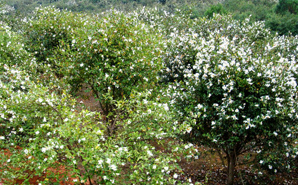 白花油茶种植基地