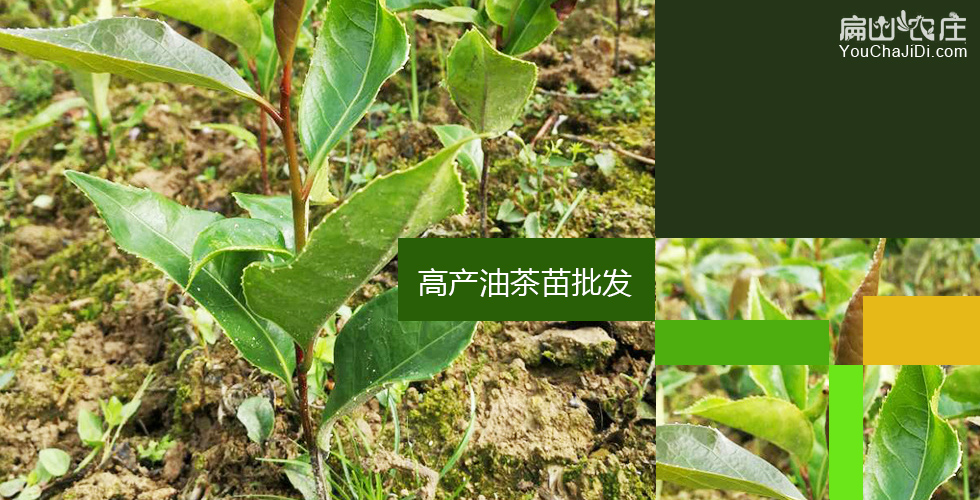 四川成都最大的油茶种植合作社