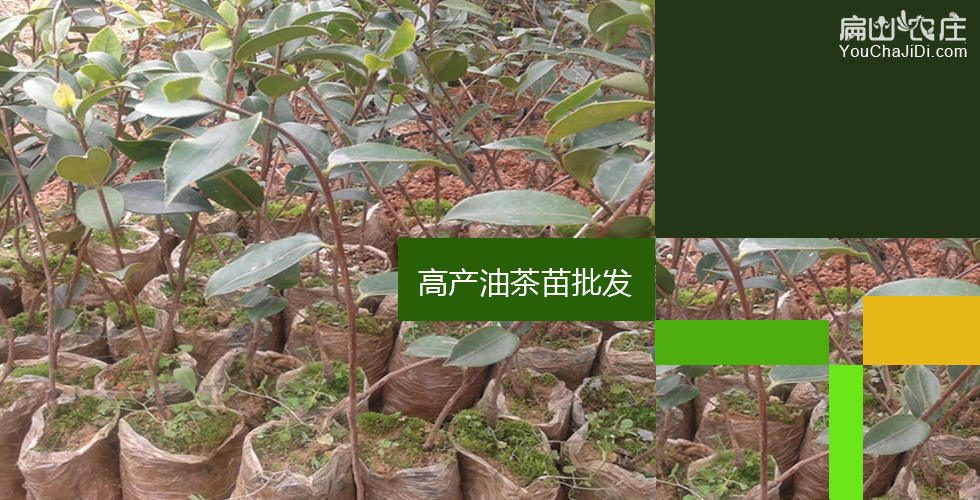 屏山县油茶种植产业