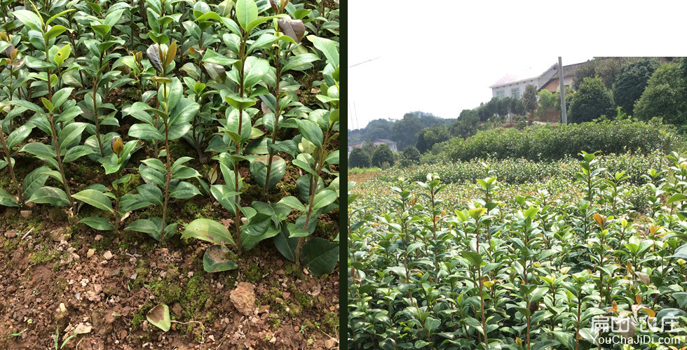 四川宜宾茶树种植基地