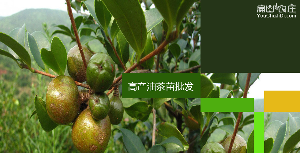 江油茶树种植合作社