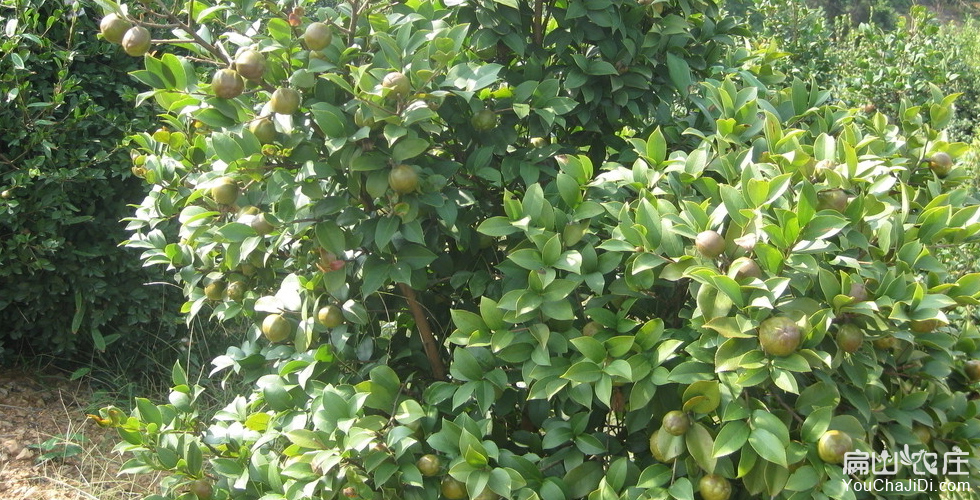 德格茶树种植