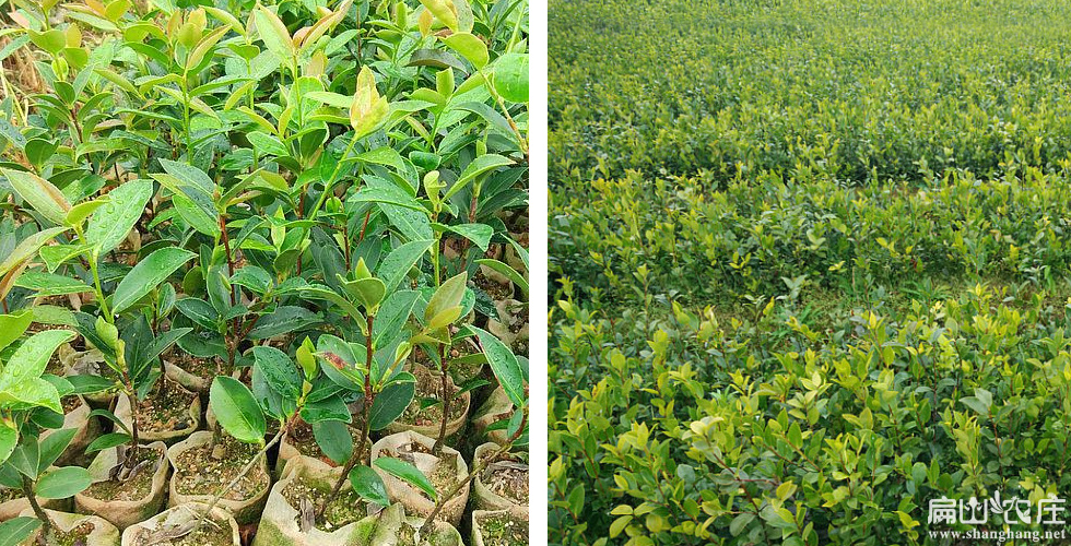 贵港红花油茶种植