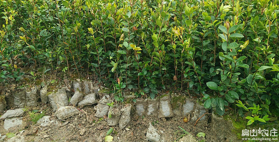 平果油茶种植之乡