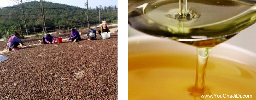 高产湘林油茶种籽