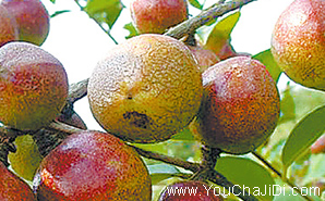 贺州油茶树种植场⚘万亩政府补贴⚘贺州油茶苗价格